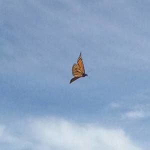 Meet your Posher, Jerilynne